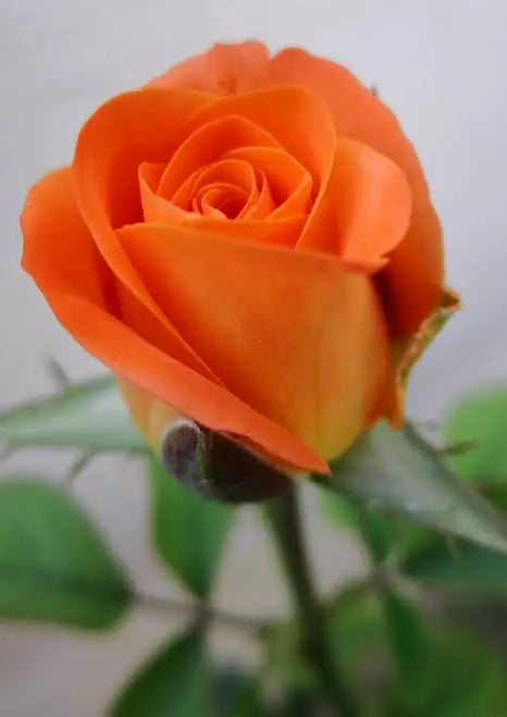 Orange Rose Plant.