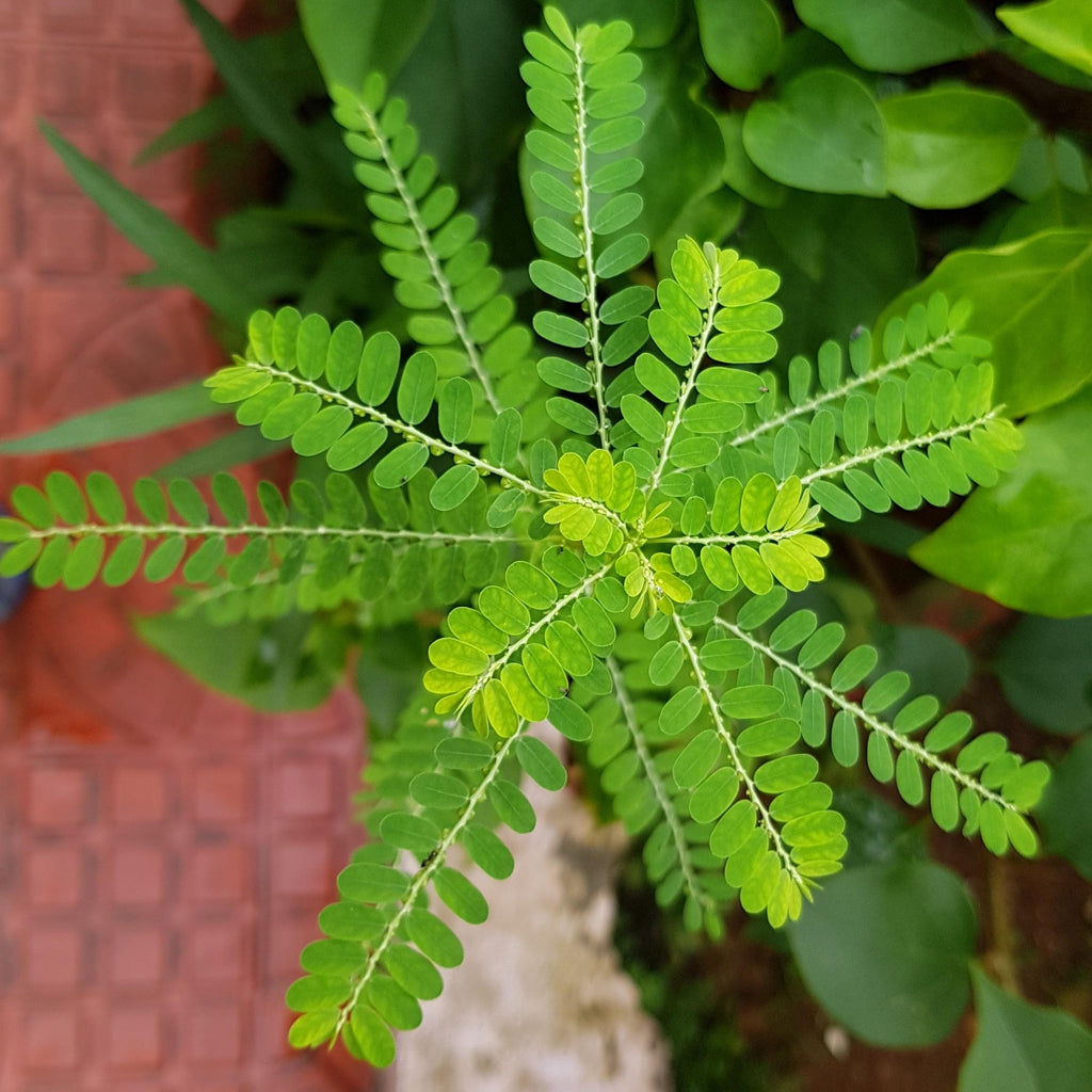 Bhumyamalaki - Phyllanthus Niruri - Keelanelli Plant.
