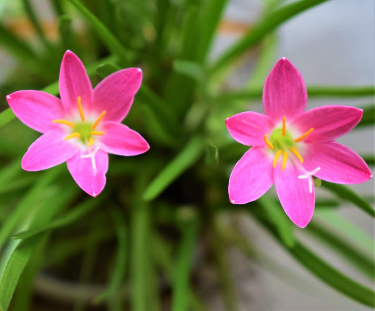 Rain Lily Pink Plant.