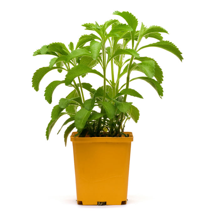 Stevia Plant - Stevia rebaudiana.