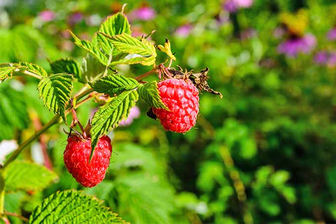Grafted RaspBerry Fruit Plant.