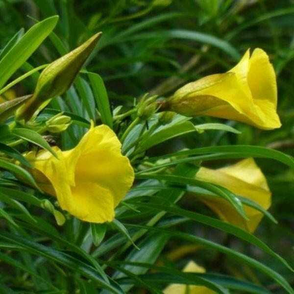Yellow Oleander Plant.