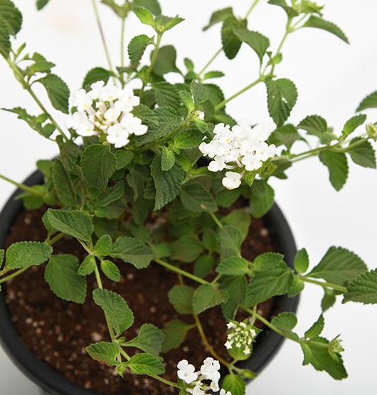 White Lantana Plant.