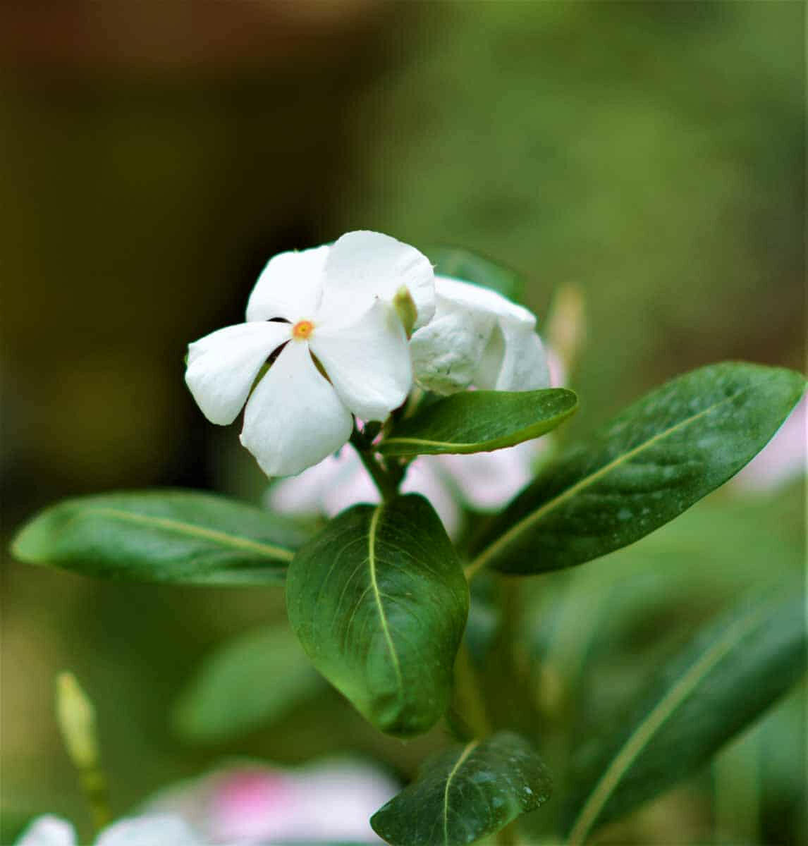 White Vinca Plant.
