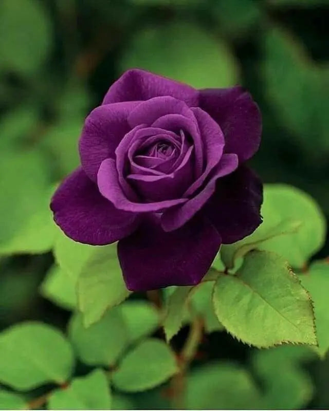 Violet Rose Plant.