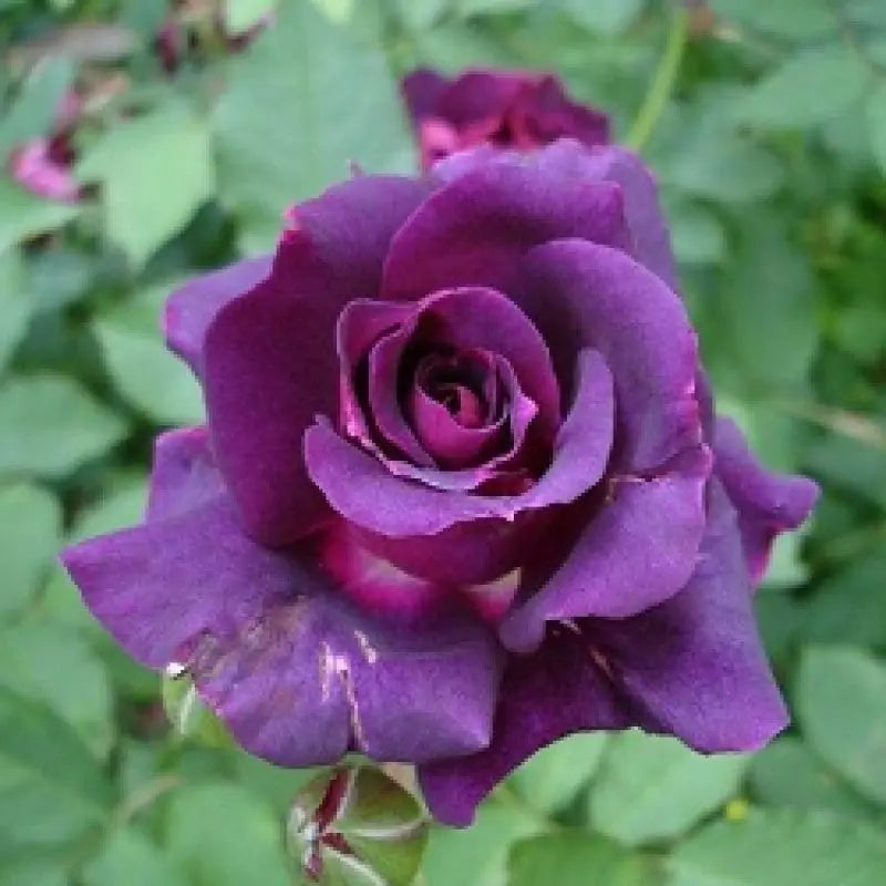 Violet Rose Plant.