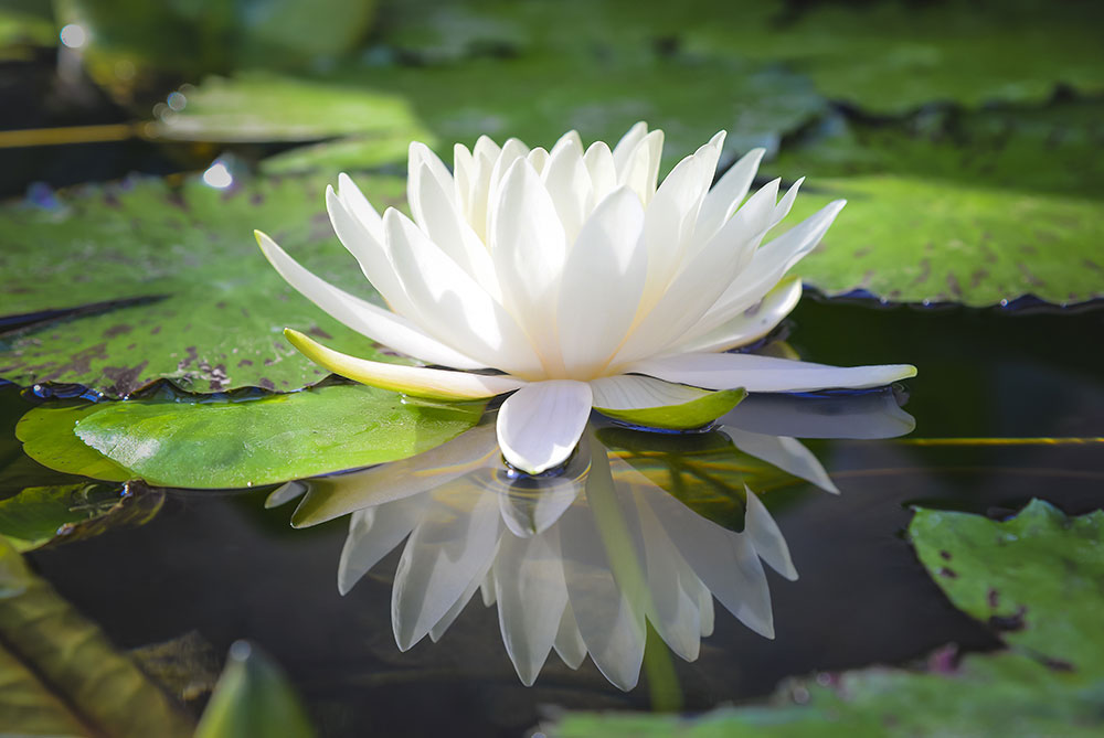 White Lotus Plant.