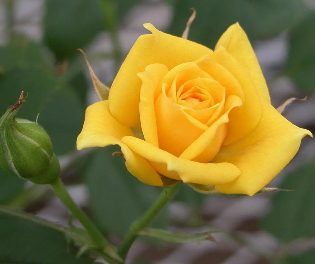 Yellow Rose Plant.
