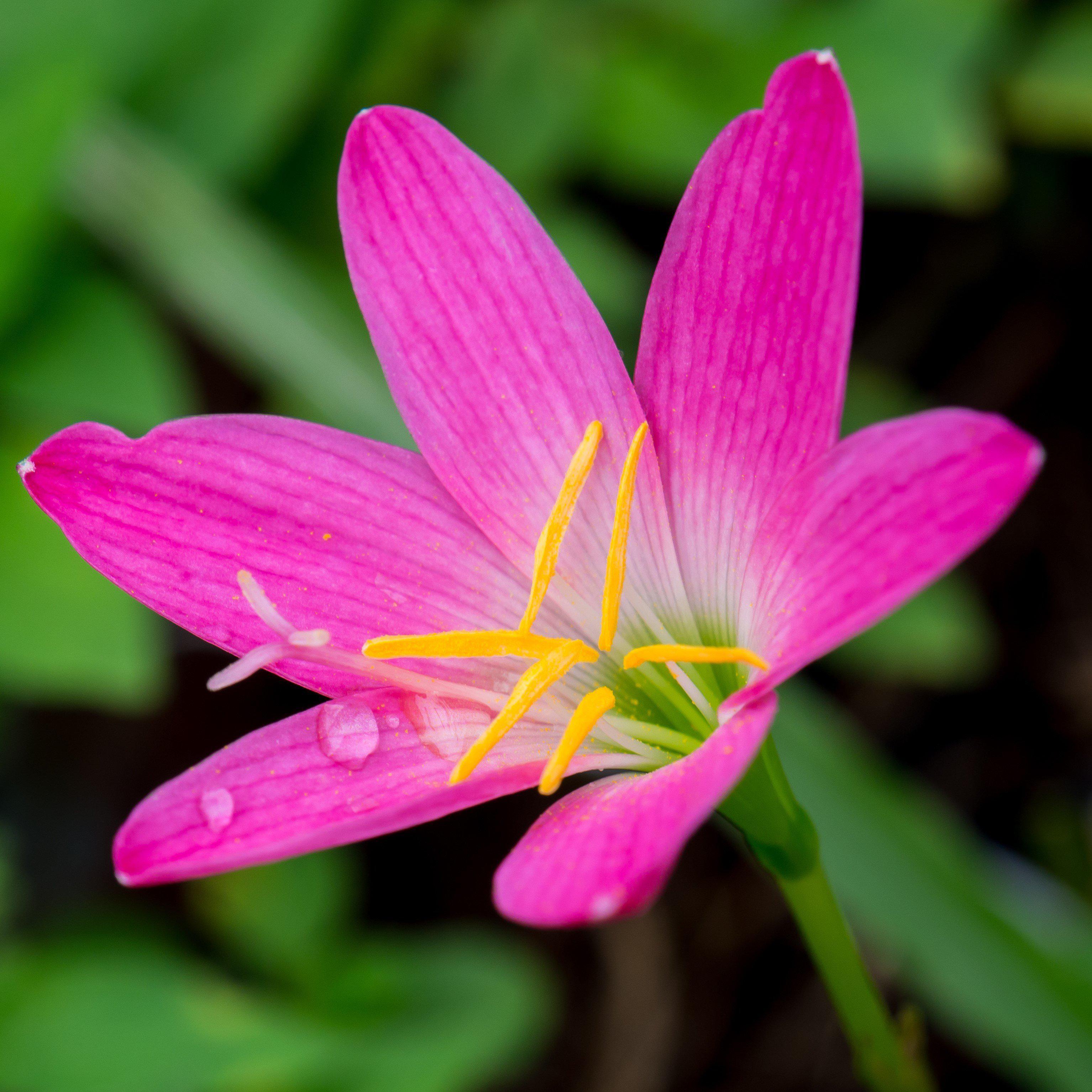 Rain Lily Pink Plant.