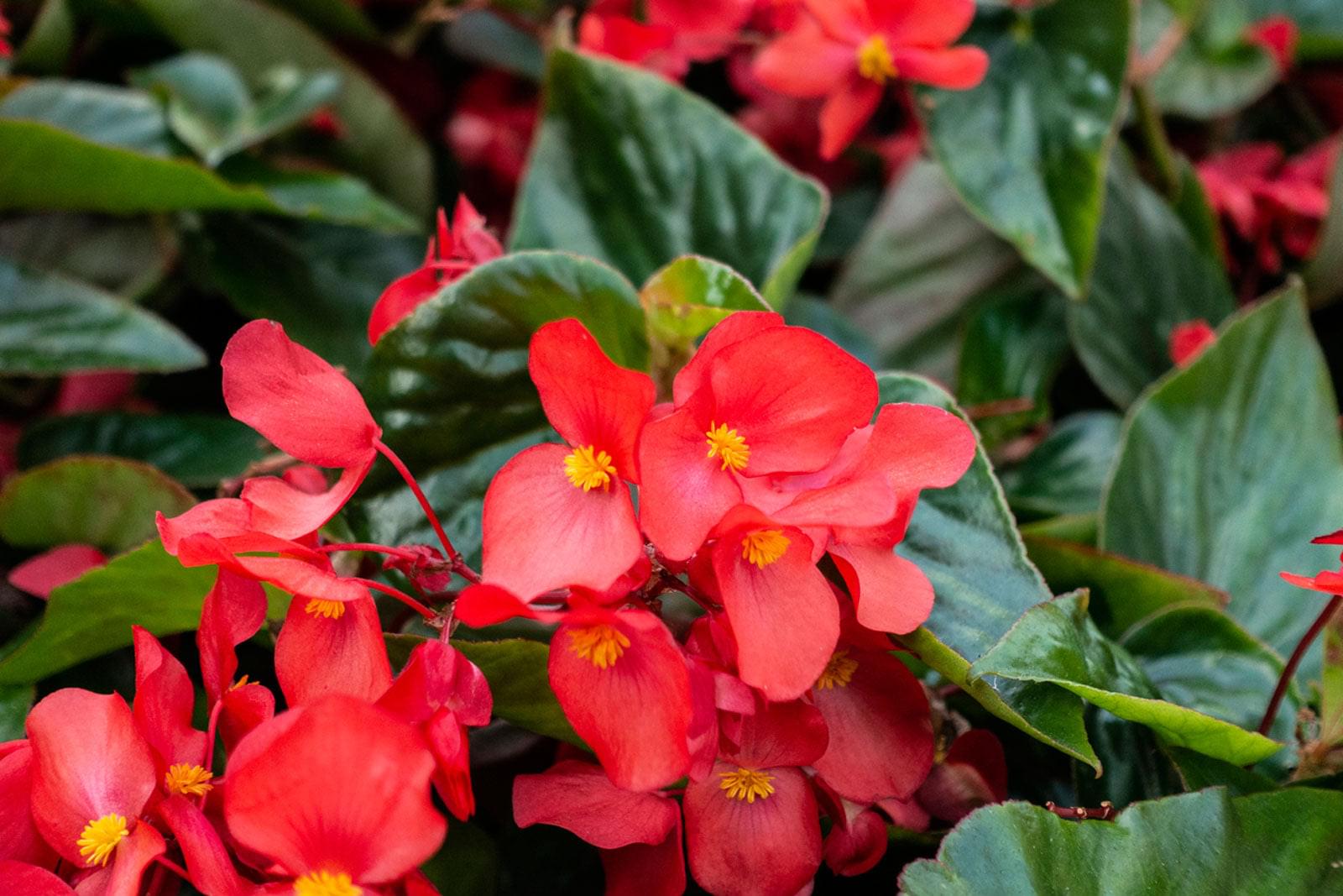 Begonia Red Plant.