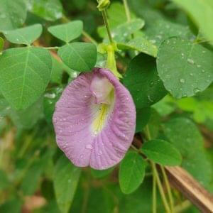Butterfly Pea Plant - Asian pigeon wings - Clitoria ternatea (Pink).