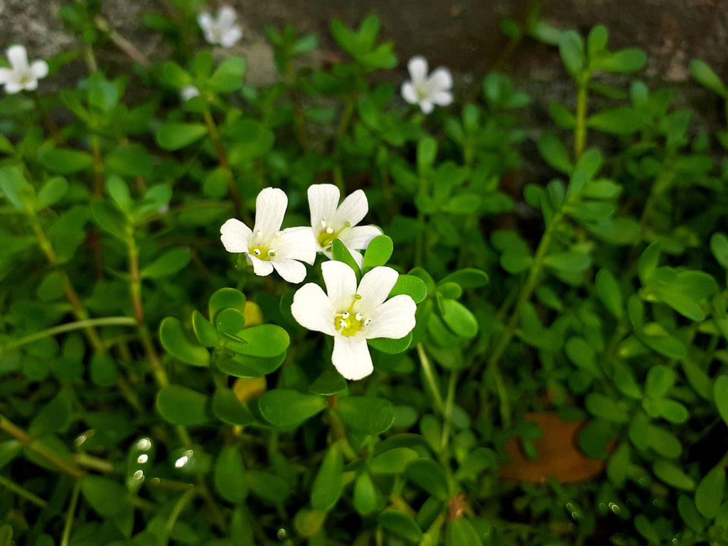Brahmi Plant - Bacopa monnieri.