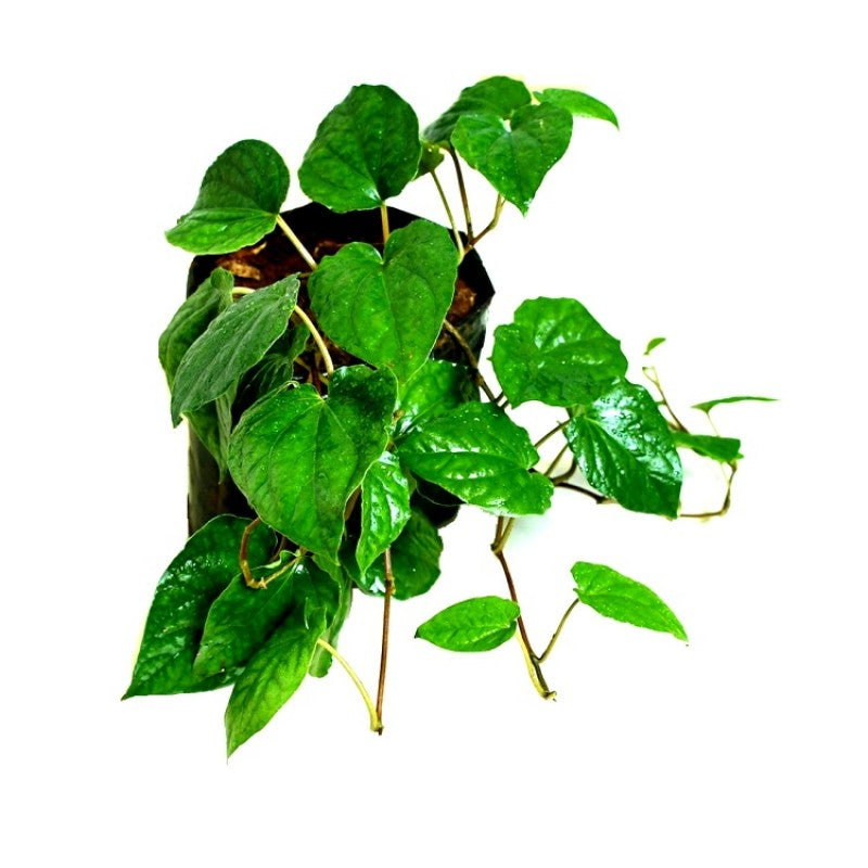 Dark Green Betel Leaf Plant - Paan Plant.