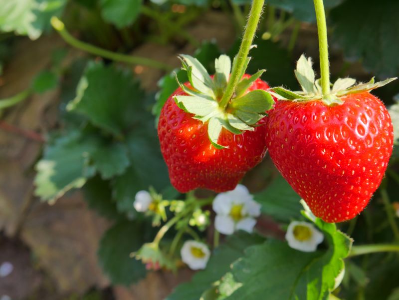 Grafted Strawberry Fruit Plant.