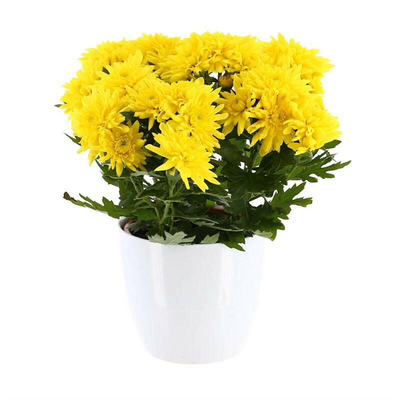 Shevanti, Chrysanthemum Yellow Plant.