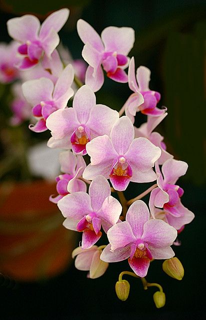 Orchid Pink Plant.
