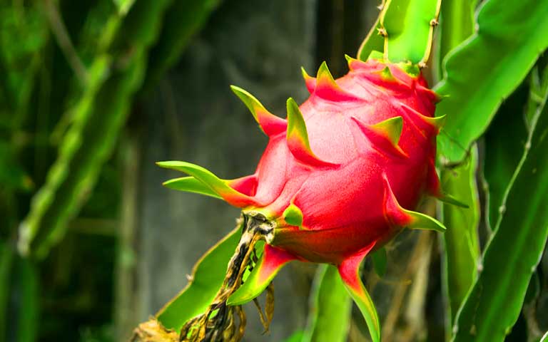 Grafted Dragon Fruit Plant.