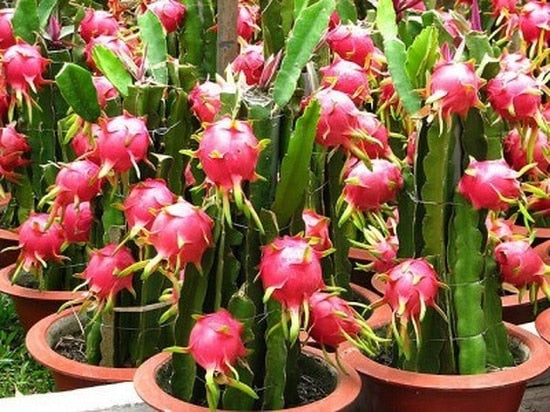 Grafted Dragon Fruit Plant.