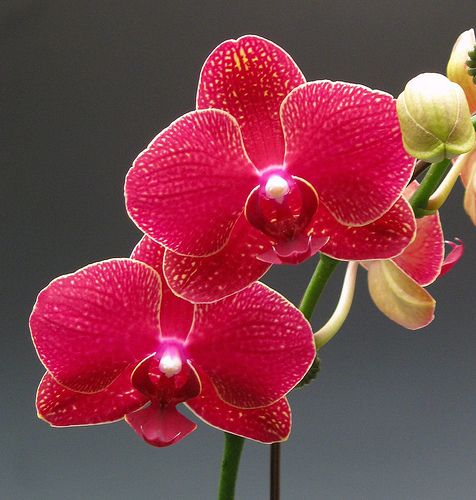 Orchid Red Plant.