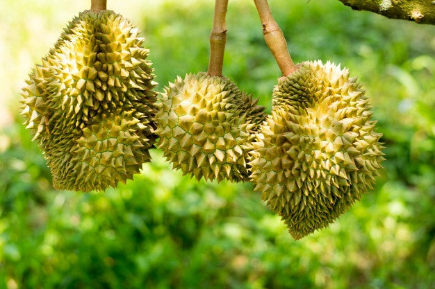 Grafted Durian Fruit Plant.
