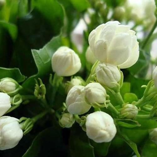 Arabian Jasmine - Gundu Malli Plant.