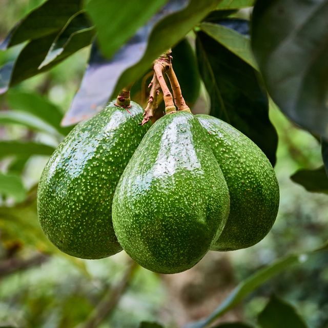 Grafted Avocado Fruit Plant.