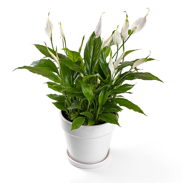 Peace Lily Plant.