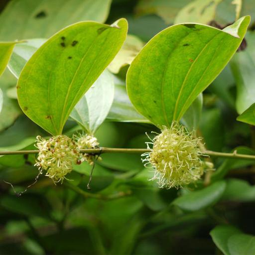 Kumarika Plant - smilax ovalifolia.