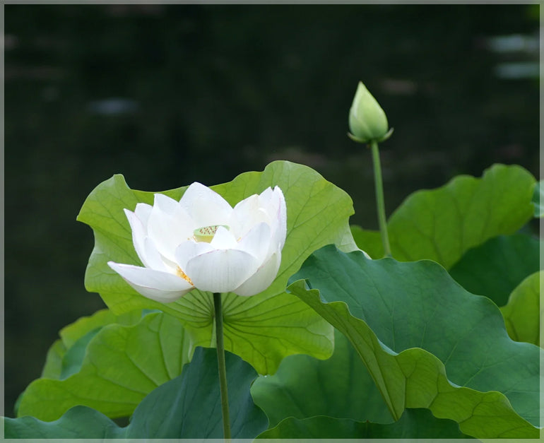 White Lotus Plant.