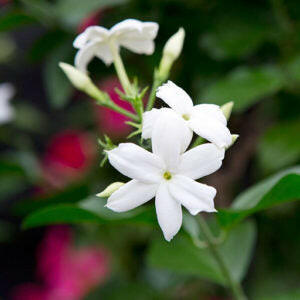 Tuscan jasmine - Mullai Plant.