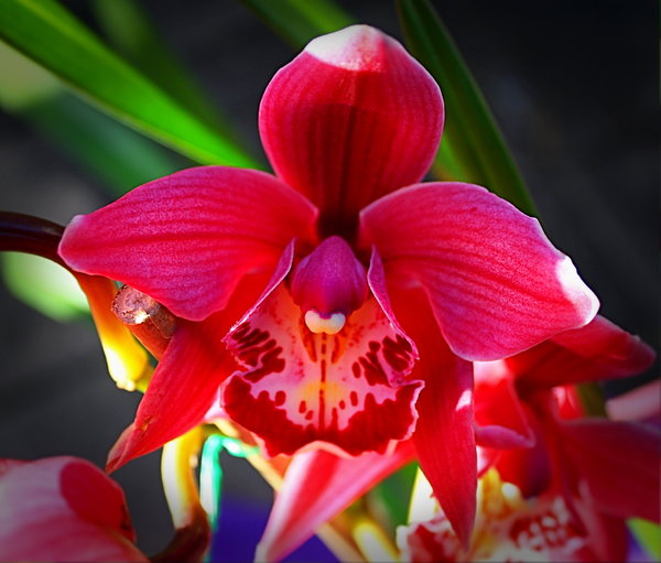 Orchid Red Plant.
