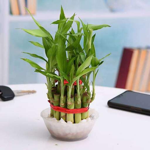 Lucky Bamboo - Two Layered Indoor Plant.