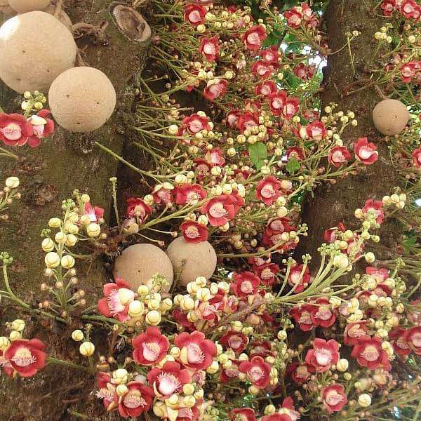 Kailashpati Cannon Ball Tree Sapling.