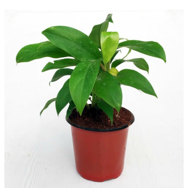 Philodendron Green Plant.