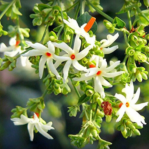 Coral Jasmine - Nyctanthes arbor-tristis Plant.