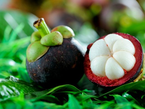 Grafted Mangosteen Fruit Plant.