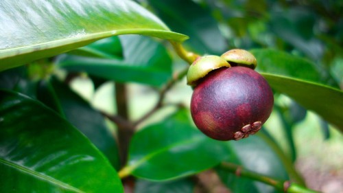 Grafted Mangosteen Fruit Plant.