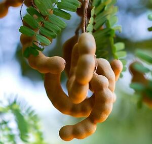 Grafted Sweet Tamarind Plant.