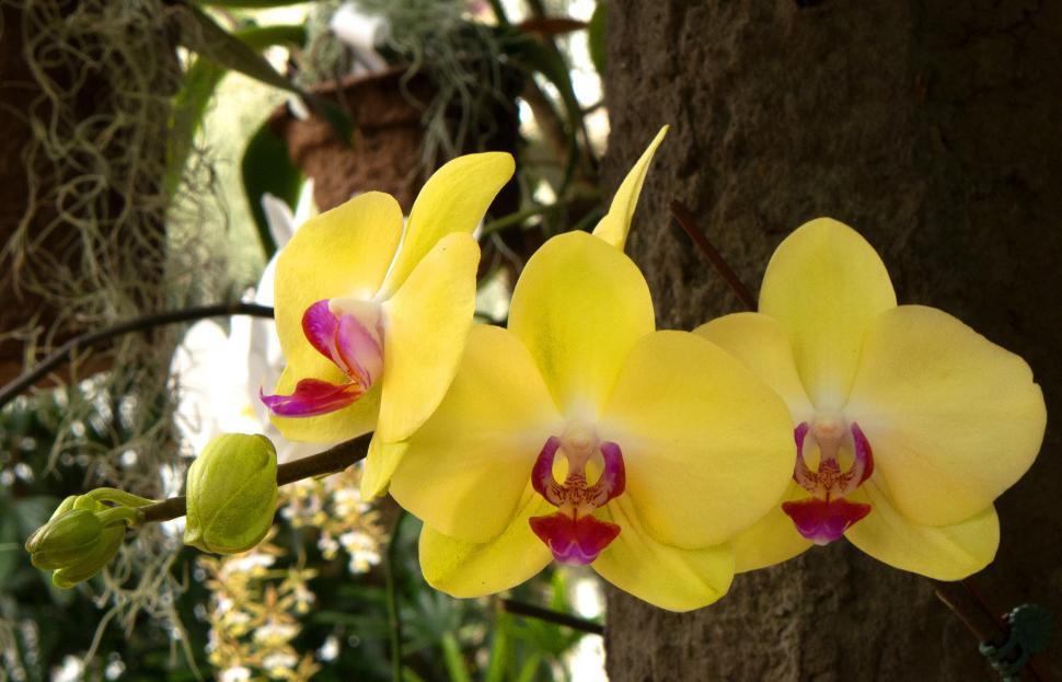 Orchid Yellow Plant.