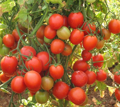 Tomato Bangalore Seed Balls.