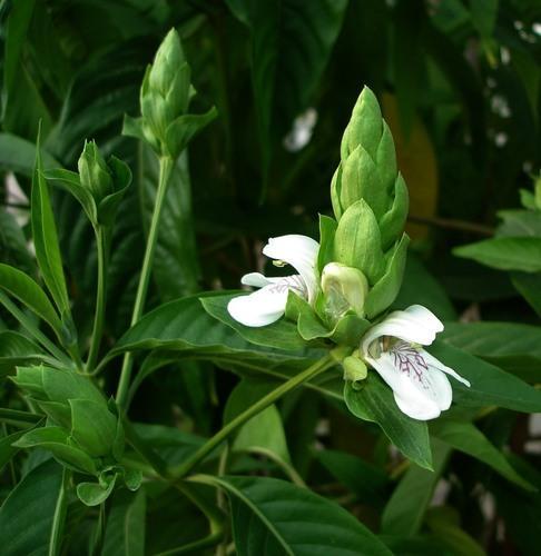Justicia adhatoda - adhatoda - Malabar nut Plant.