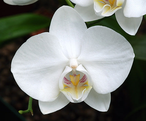 Orchid White Plant.